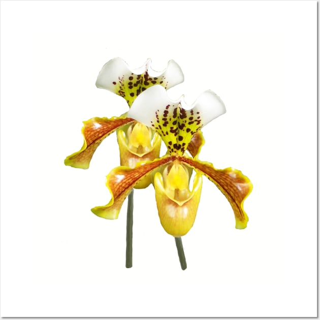 Twin Sisters Orchids Wall Art by Betty500_B